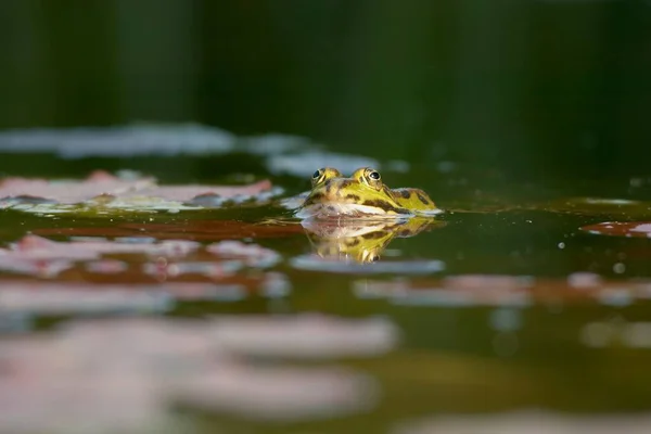 百合池のカエルIi — ストック写真