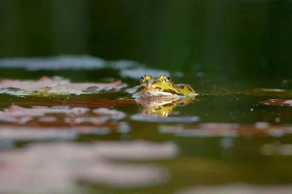 Grenouille Dans Étang Nénuphars — Photo