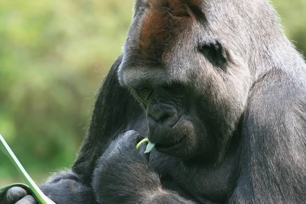 Closeup of animal at zoo