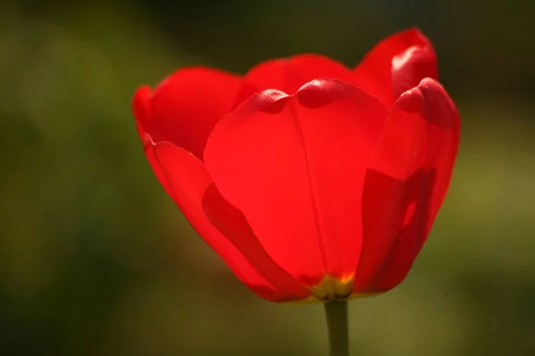 Rote Gartentulpe Gegenlicht — Stockfoto