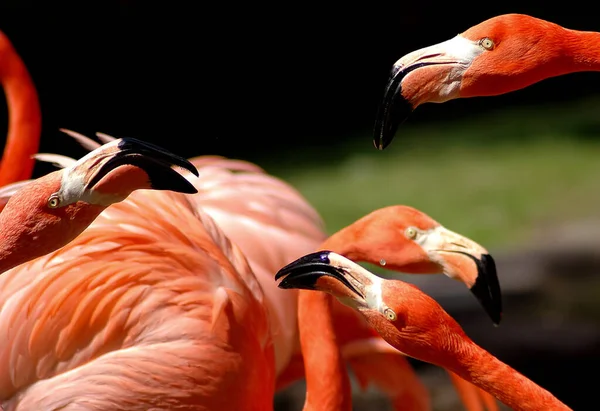 Schilderachtig Uitzicht Prachtige Vogel Natuur — Stockfoto