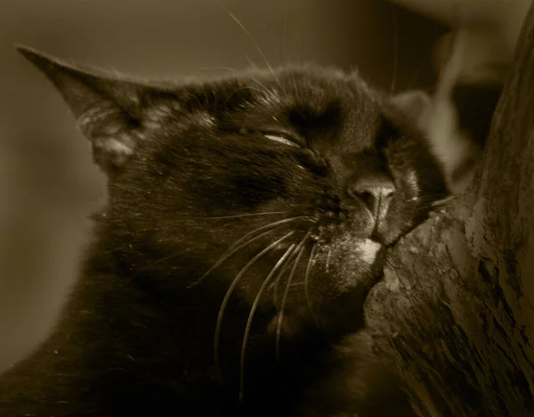 Zblízka Kočka — Stock fotografie
