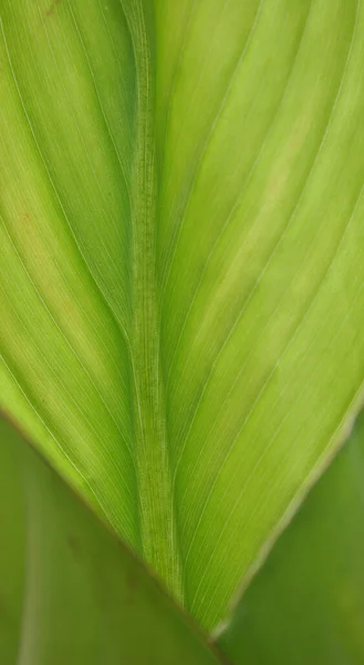 Krásný Botanický Záběr Přírodní Tapety — Stock fotografie