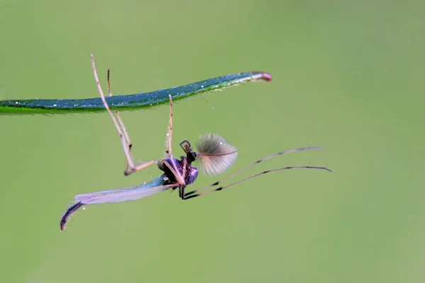 Closeup View Insect Nature — Stock Photo, Image