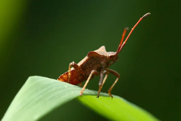 Predatory Bug Trimmed Versie — Stockfoto