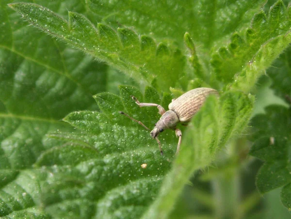 Primo Piano Bug Natura Selvaggia — Foto Stock