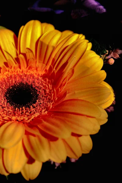 Gerbera Pétales Fleurs Flore — Photo