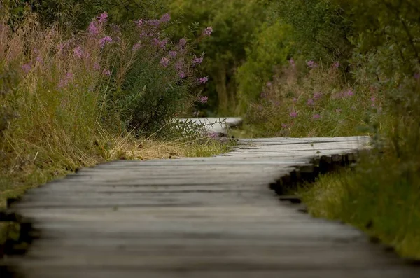 Schöne Aussicht Auf Die Natur — Stockfoto