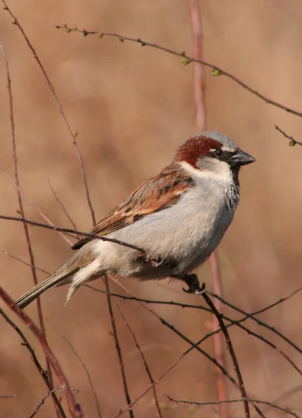 Scenic View Cute Sparrow Bird — Stock Photo, Image