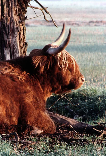 牧场上的家畜 — 图库照片