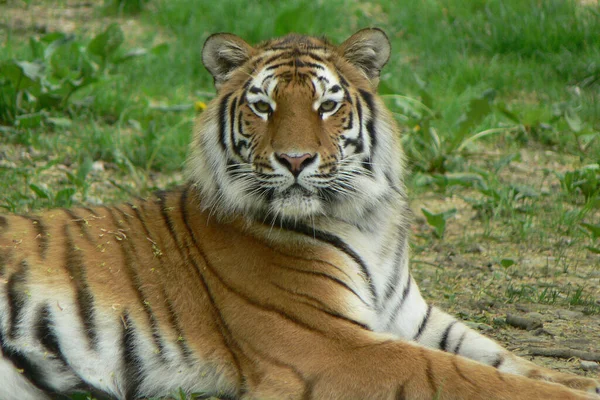 動物園での動物の閉鎖 — ストック写真