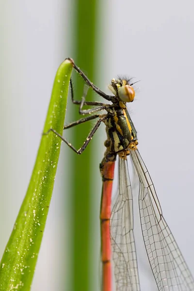 Closeup View Bug Nature — Stock Photo, Image