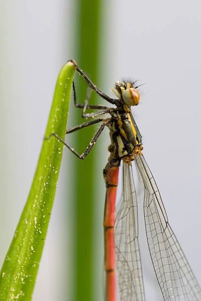 Visão Close Bug Natureza — Fotografia de Stock