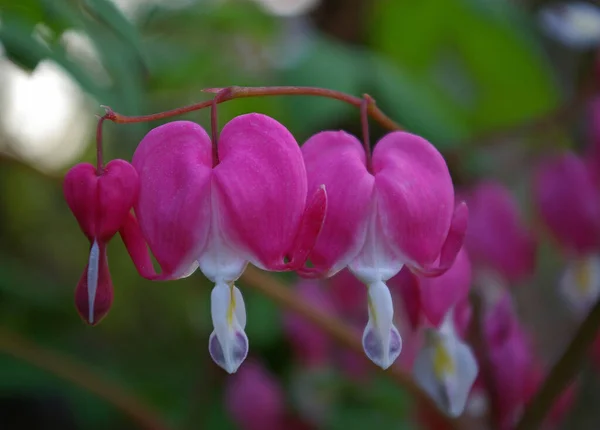 Růžová Orchidej Květina Zahradě — Stock fotografie