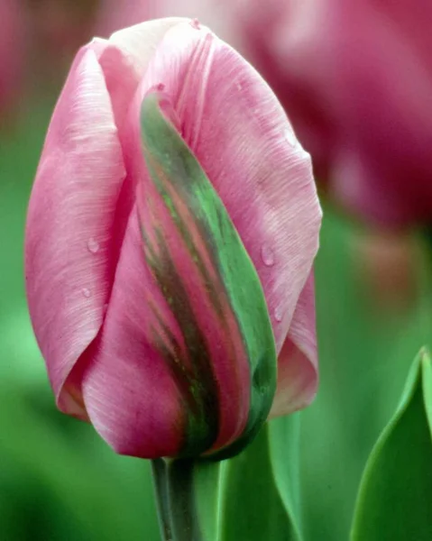 Beautiful Tulips Spring Flowers — Stock Photo, Image