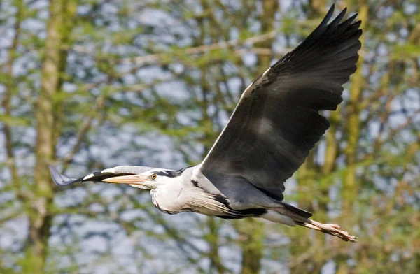 Grijze Reiger Tijdens Vlucht — Stockfoto