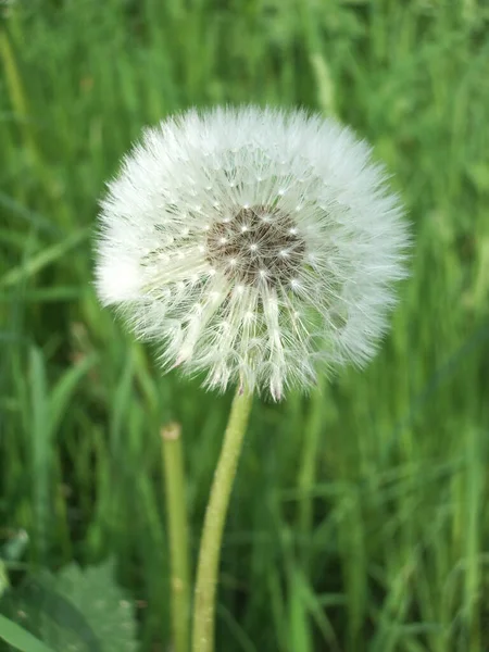Чудова Пустотлива Квітка Сфотографована Пенсійним Оптимумом — стокове фото