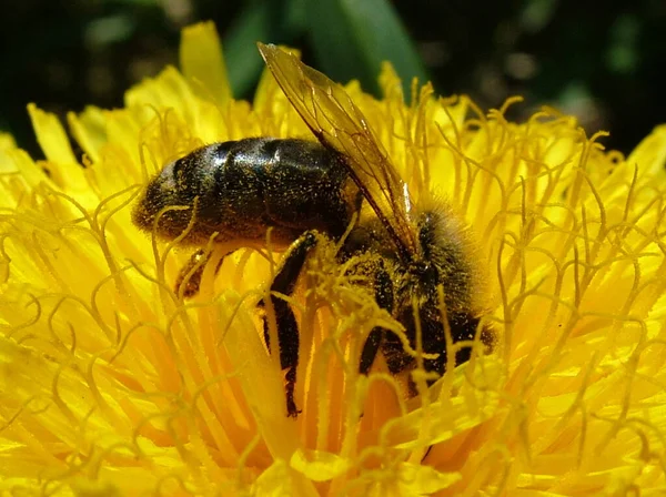 Cette Abeille Est Déjà Jonchée Pollen Apportera Certainement Pollen Pissenlit — Photo