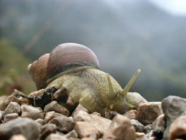 Durante Uma Caminhada Chuvosa Até Wildenkarjoch Flora Fauna Tiveram Que — Fotografia de Stock