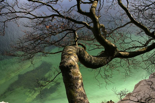 Tree Chalk Cliff — Stock Photo, Image