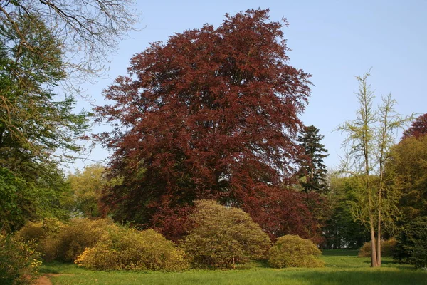 Milieu Photo Une Belle Copie Hêtre Sanguin Faugus Sylvatica Purpurea — Photo