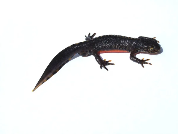 Lizard White Background — Stock Photo, Image