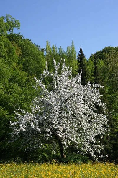 Blühender Apfelbaum Park — Stockfoto