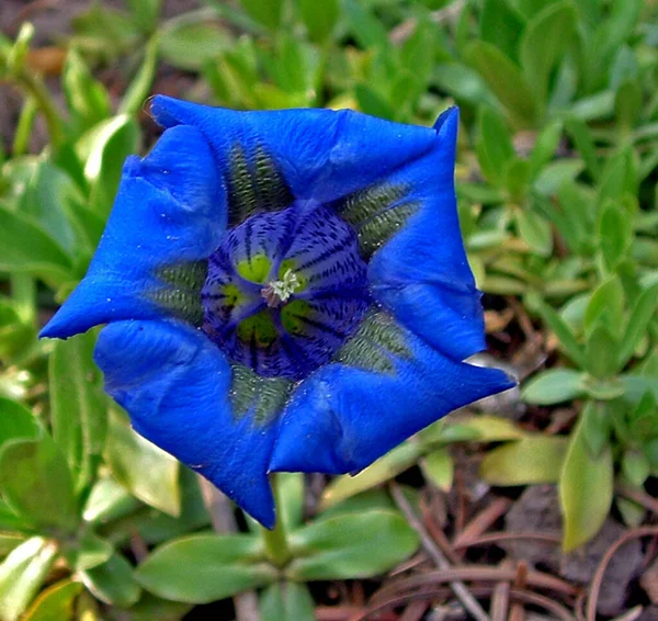 Bauschöne Botanische Aufnahme Natürliche Tapete — Stockfoto