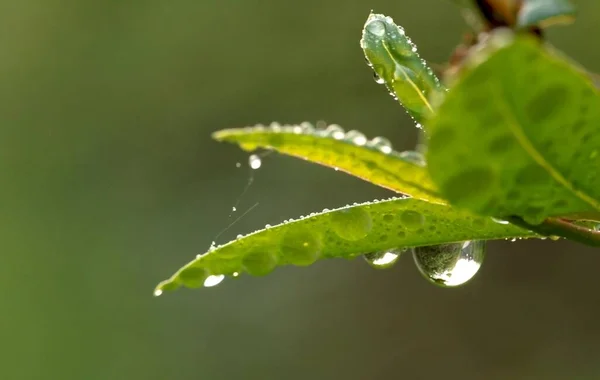 Temprano Mañana — Foto de Stock