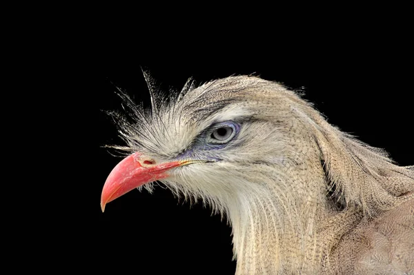 Wenn Mir Jemand Mit Dem Namen Des Skeptisch Aussehenden Vogels — Stockfoto