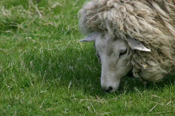 Mouton Avec Laine Épaisse Sur Prairie Tout Mangeant — Photo