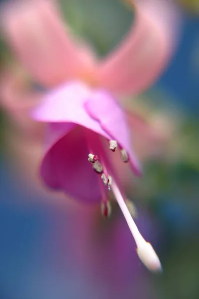 Vaaleanpunaisia Kukkia Puutarhassa — kuvapankkivalokuva