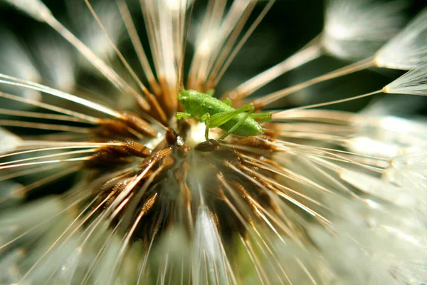 Κοντινή Μακροσκοπική Άποψη Του Εντόμου Ακρίδας — Φωτογραφία Αρχείου