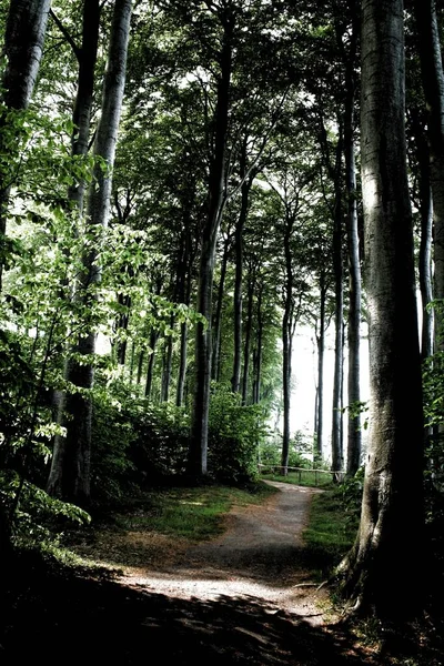 Scenic View Flora Wild Forest — Stock Photo, Image