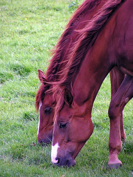 Paarden Overdag Buiten — Stockfoto