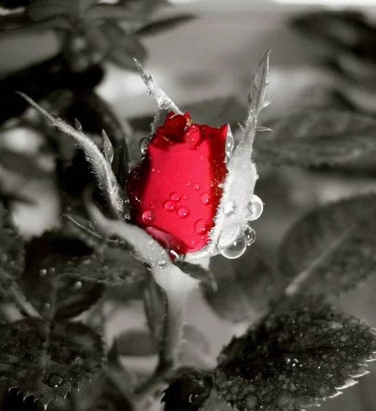 Schoonheid Red Rose Bloemblaadjes Romantische Flora — Stockfoto