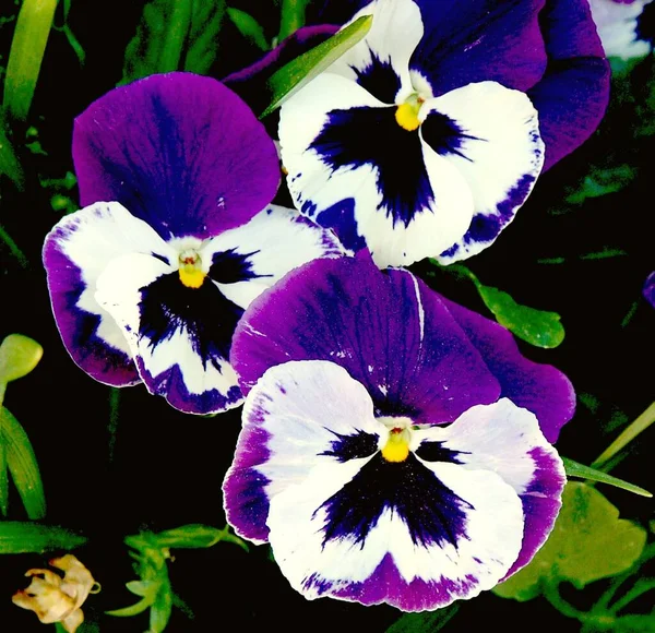 Violeta Chifres Originalmente Dos Pirenéus Floresce Primavera Verão Azul Claro — Fotografia de Stock