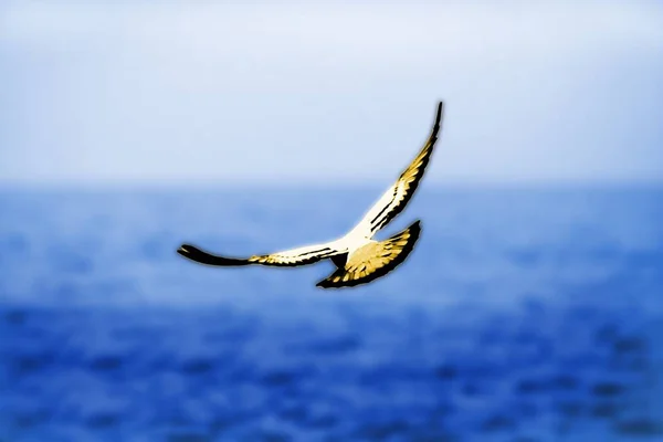 Мальовничий Вид Красивих Птахів Чайки Природі — стокове фото