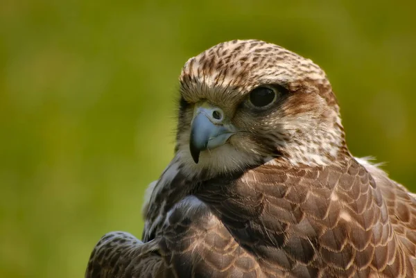 Hallo Hier Bin Ich — Stockfoto