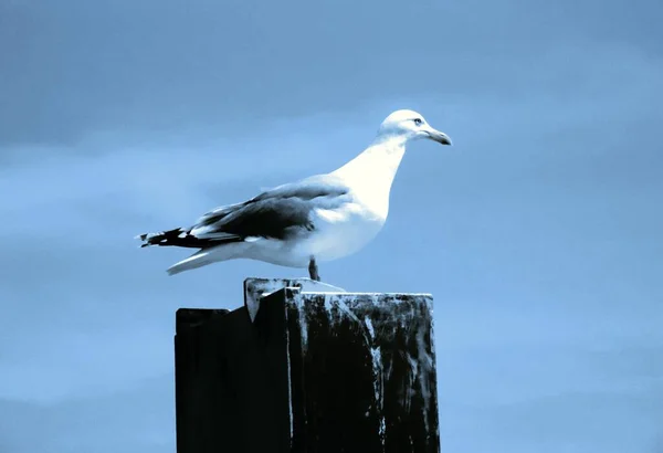 Vista Panorámica Hermosas Aves Gaviota Naturaleza — Foto de Stock