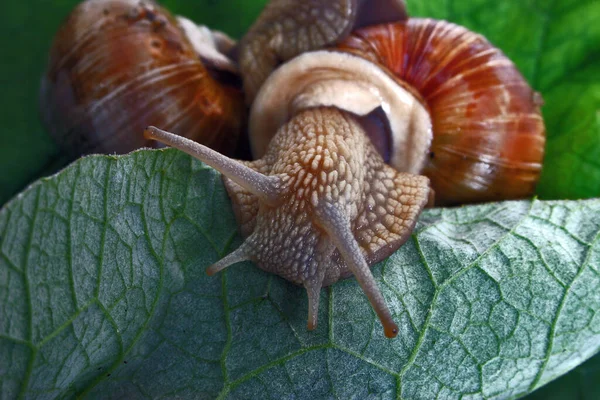 Escargot Sur Sol — Photo