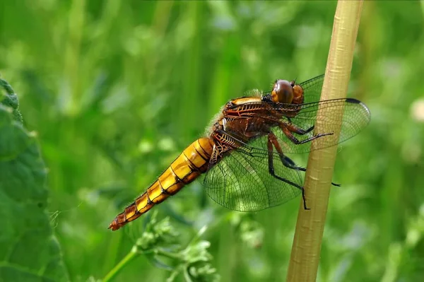 Dragonfly Insect Nature Entomology — Stock Photo, Image