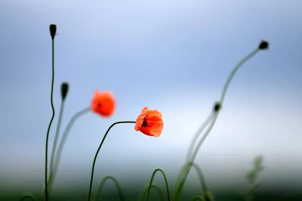 Летний Цветок Лепестки Мака Флора — стоковое фото
