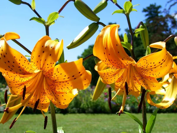 Hermosa Flora Botánica Pétalos Flores Lirio —  Fotos de Stock