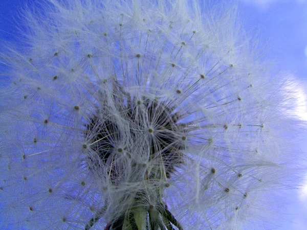 Bella Vista Del Fiore Dente Leone Naturale — Foto Stock