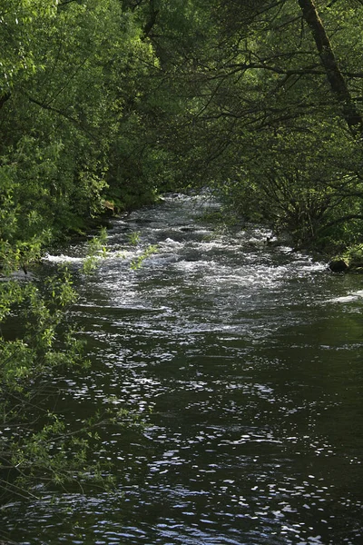 Worm Northern Black Forest — Stock Photo, Image