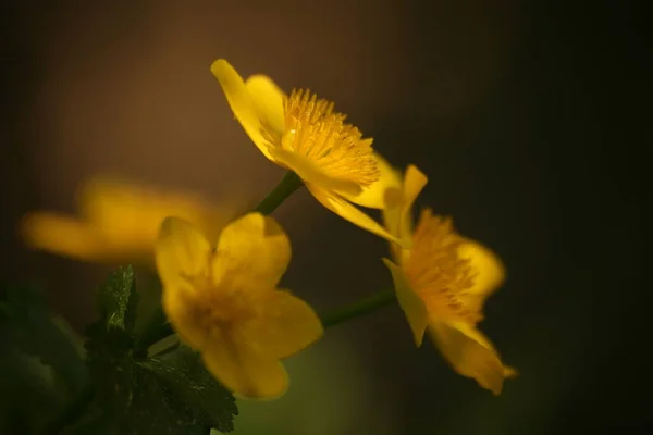 Bel Colpo Botanico Carta Parati Naturale — Foto Stock