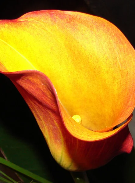 Petali Fiori Calla Esotici Flora Botanica — Foto Stock