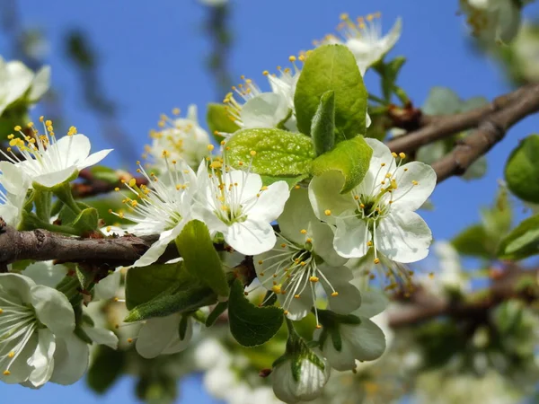 Schöne Blumen Blumiges Konzept Hintergrund — Stockfoto