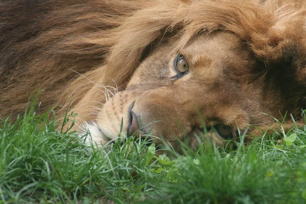 アフリカのライオン野生の大きな猫の動物 — ストック写真